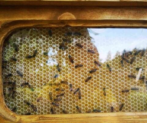 sienų apdaila bičių darbas